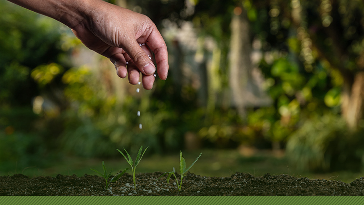 Imagem ilustrativa de planta com adubo.